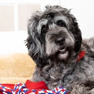 8 Big Fluffy Dog Breeds
