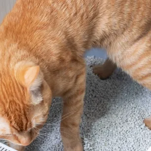 8 Cara agar Kucing Tidak Pup Sembarangan 
