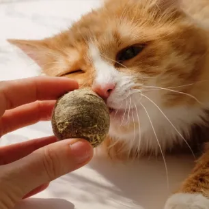 8 Manfaat Catnip untuk Kucing, Bantu Atasi Stres Anabul