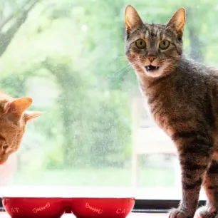 8 Jenis Kucing Besar Domestik: Panduan Lengkap untuk Pecinta Kucing