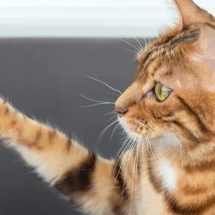 9 Cara Melatih Kucing Agar Nurut