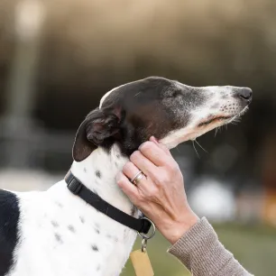 9 Low Shedding Dog Breeds
