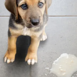 9 Penyebab Anjing Muntah Kuning dan Cara Perawatannya 