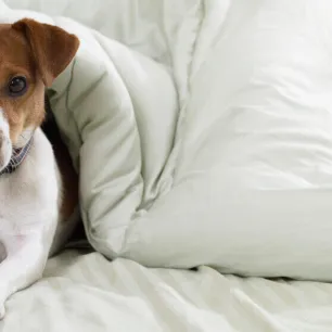9 Small Dog Breeds You’ll Fall in Love With