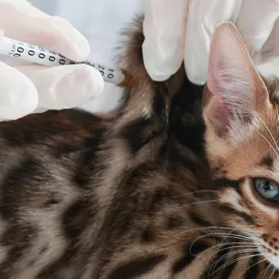 Antibiotik untuk Kucing