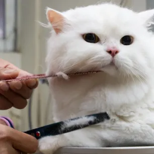 Apa Itu Grooming Kucing? Inilah Tujuan, Jenis, Serta Prosedur Melakukannya