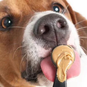 Apakah Anjing Boleh Makan Kacang? Ini Penjelasannya!
