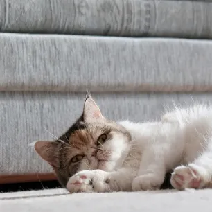 Apakah Kucing Bisa Menstruasi? Berikut Penjelasannya!