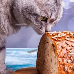 Apakah Kucing Boleh Makan Roti?