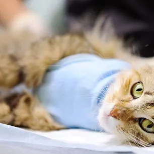 Pentingnya Perawatan Kucing Setelah Steril