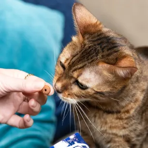 5 Tahap Pertumbuhan Anak Kucing yang Harus diketahui Petlovers Pemula