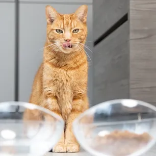 Perbedaan Makanan Basah dan Kering untuk Kucing