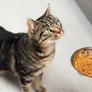 Cat feeding