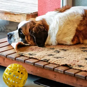 Dog boarding