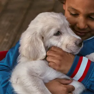 Dog cuddled by owner