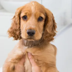 Puppy bath