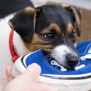 Puppy problems