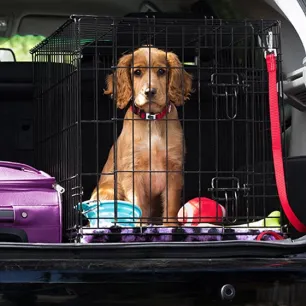 5 Tips Mudah Cara Merawat Anak Anjing Tanpa Induk