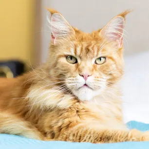 Sama-Sama Berambut Panjang, Ini 5 Perbedaan Kucing Angora dan Persia
