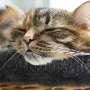 Bagaimana Cara Membuat Kucing Tidur Nyenyak? Temukan Triknya di Sini!