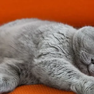 Panduan Cara Mengobati Kucing Batuk Seperti Tersedak yang Efektif