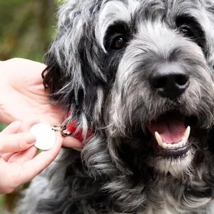 Benefits of dog Hero