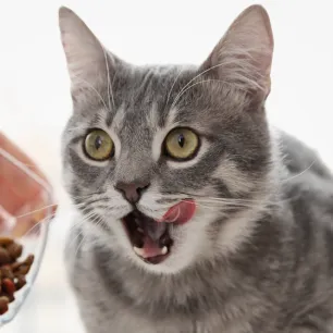 Berbagai Hal Seputar Makanan Kucing Kering