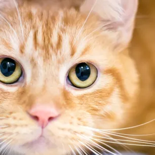 Berbagai Hal Tentang Steril Kucing yang Perlu Diketahui
