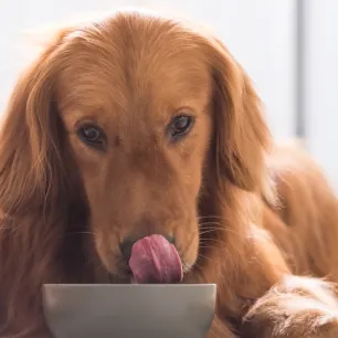Berbagai Jenis Makanan Anjing yang Bisa Menjadi Pilihan