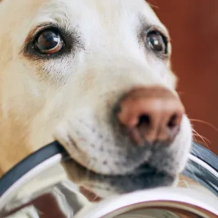 Bolehkah Anjing Makan Makanan Kucing?