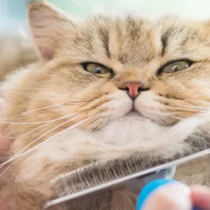 Bulu Kucing Rontok? Yuk Simak Penjelasannya