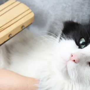 Bulu Kucing Rontok? Berikut Cara Mengatasinya!