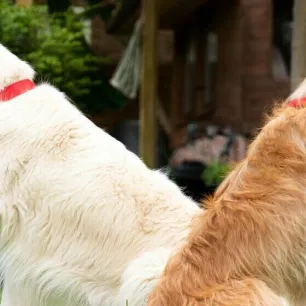 Calm and Lazy Dog Breeds