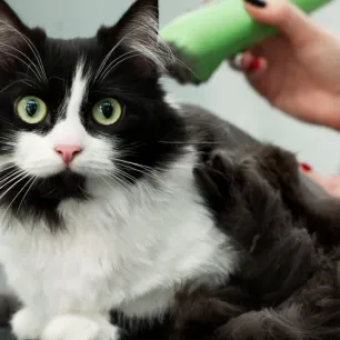 Cara Grooming Kucing yang Mudah dan Menyenangkan: Panduan untuk Pemilik Baru
