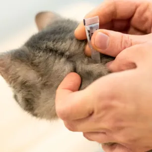 Cara Membasmi Kutu Kucing di Rumah dengan Bahan Alami