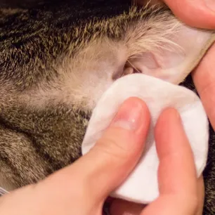 Cara Membersihkan Telinga Kucing