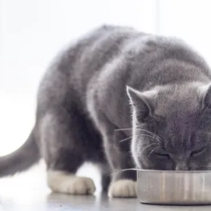 Cara Memilih Makanan Sehat untuk Kucing Kesayangan Anda