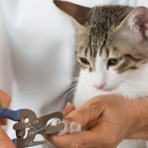 Cara Memotong Kuku Kucing Kesayangan Anda