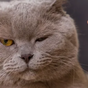 Cara Menangani Kucing Flu: Panduan Lengkap untuk Pemilik Kucing yang Khawatir