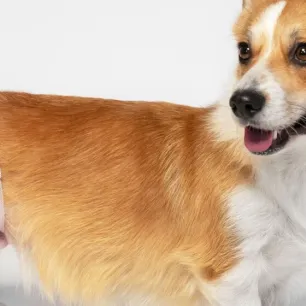 Cara Mengatasi Anjing Menstruasi Tips dan Perawatan yang Perlu Diketahui
