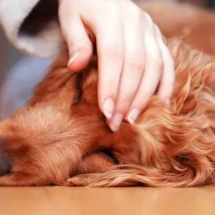 Cara Mengatasi Anjing Muntah dan Berak Darah yang Aman