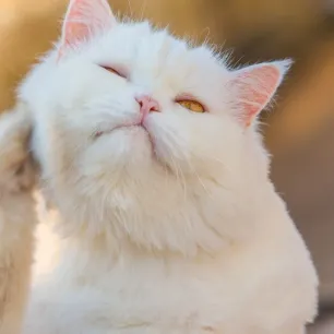 Cara Mengatasi Kutu pada Kucing yang Perlu Diketahui