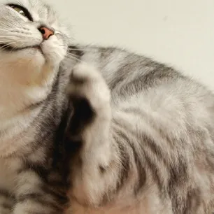 Cara Menghilangkan Kutu Pada Kucing
