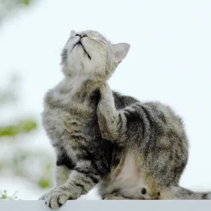 Cara Menghilangkan Kutu pada Kucing yang Tepat