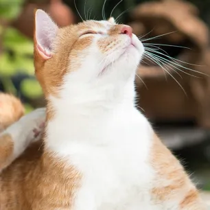 Cara Mengobati Kucing Jamuran