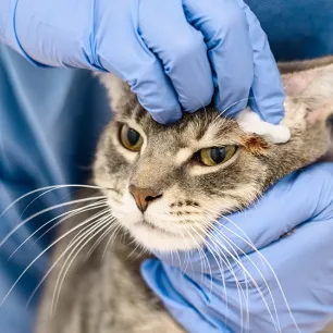 Cara Mengobati Scabies pada Kucing
