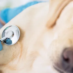 Cara Merawat Anjing Setelah Operasi
