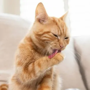 Cat ticks causes, signs and treatment