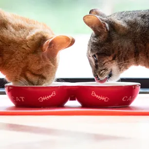 5‌ ‌Jenis‌ ‌Asupan‌ ‌Tepat‌ ‌Saat‌ ‌Kucing‌ ‌Lemas‌ ‌Tidak‌ ‌Mau‌ ‌Makan‌ ‌
