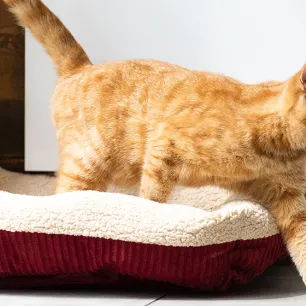 Cara Merawat Telinga Kucing